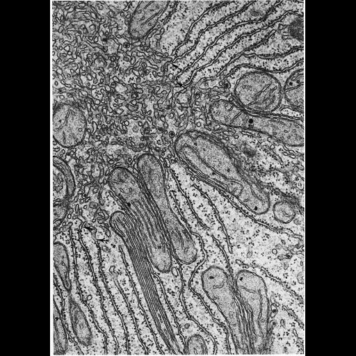 smooth endoplasmic reticulum microscope