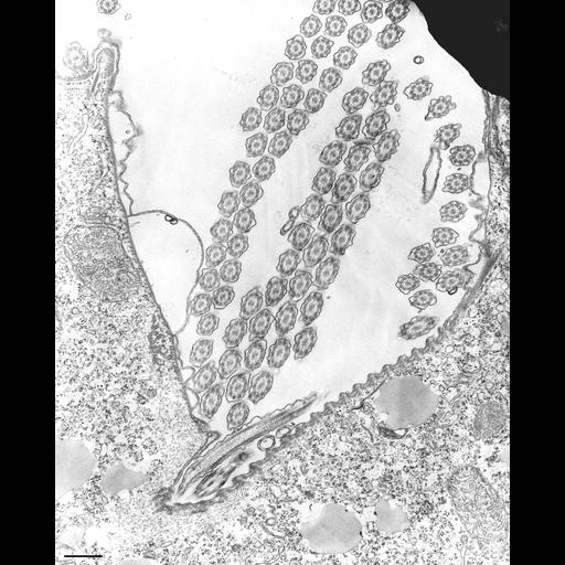 eukaryotic cell