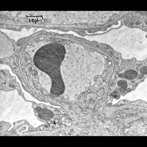 kidney cell